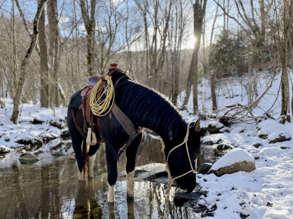 Travail du cheval de Ranch