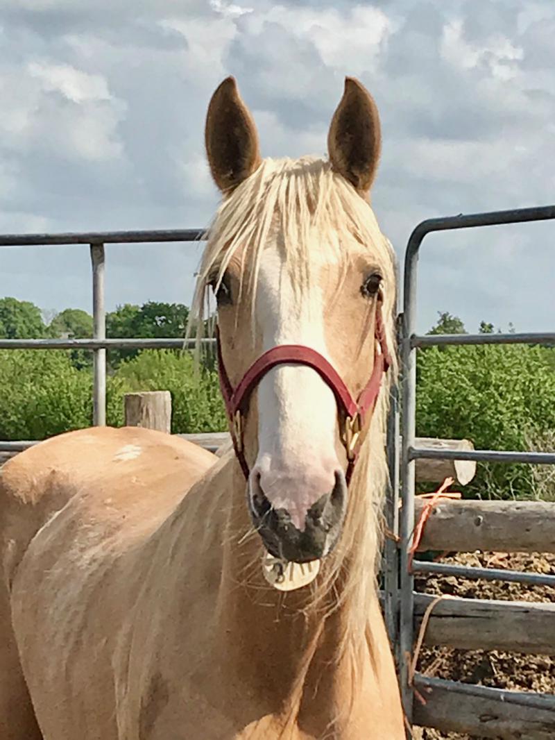 Jolie Mustang !