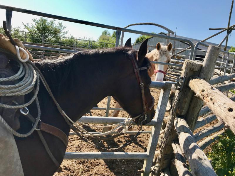 Contact avec un autre cheval
