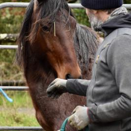 Penny Lane wild mustang arnaud ranch