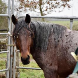 Penny Lane wild mustang arnaud ranch